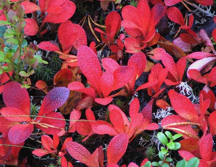Arctostaphylos alpinus (3)